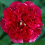 Pivónia bylinná (Paeonia lactiflora) ´FELIX CROUSSE´ - kont.C1L